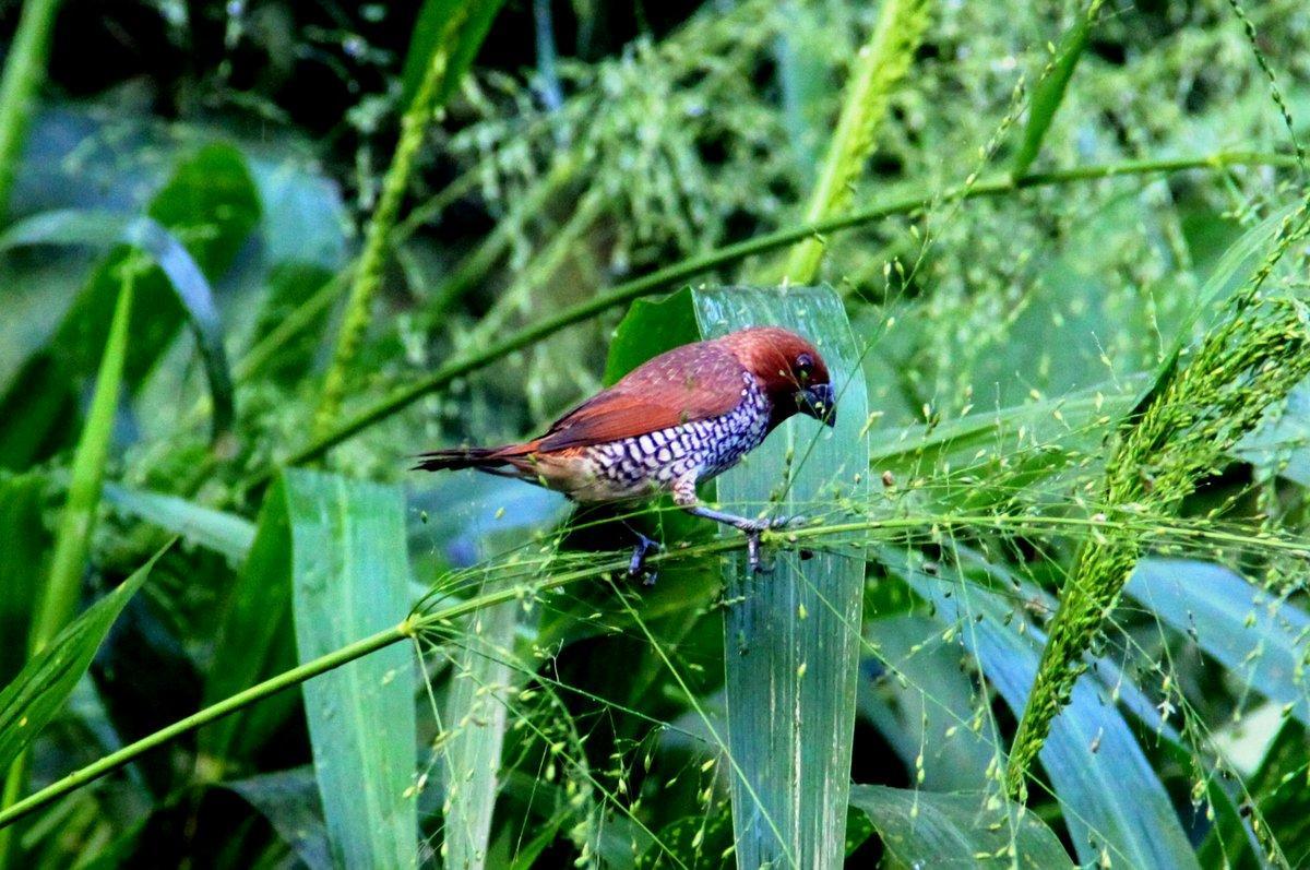 Villa Kaetana Lanka Unawatuna Esterno foto